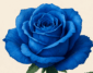 blue rose book